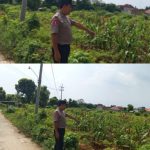 Polsek Brondong Gerakkan Patroli Polisi Penggerak Desa, Kawal Ketahanan Pangan Lewat Program P2B