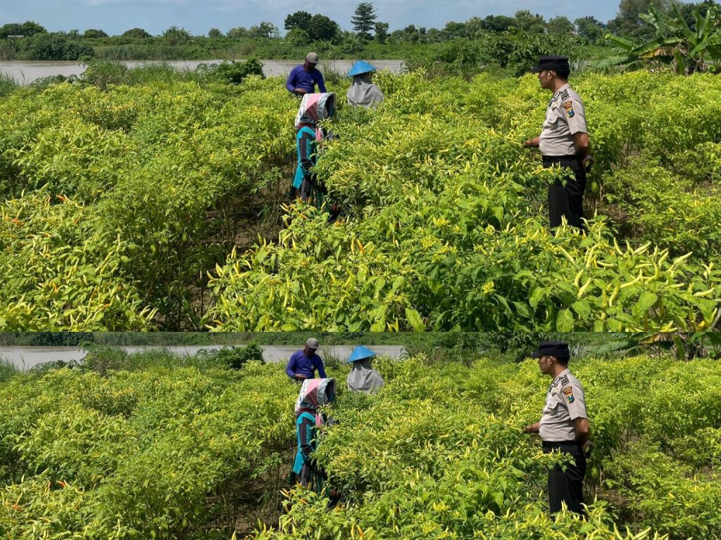 Polsek Laren Polres Lamongan Jadi Penggerak Utama Ketahanan Pangan Nasional Lewat Program P2B