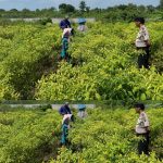 Polsek Laren Polres Lamongan Jadi Penggerak Utama Ketahanan Pangan Nasional Lewat Program P2B