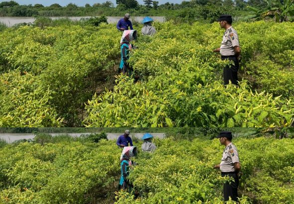 Polsek Laren Polres Lamongan Jadi Penggerak Utama Ketahanan Pangan Nasional Lewat Program P2B