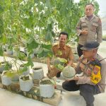 Kapolsek Babat Pantau Green House Melon Bumdes Patihan