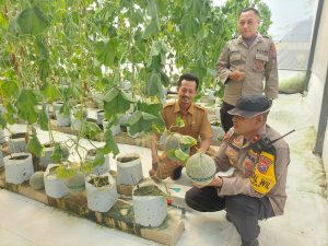 Kapolsek Babat Pantau Green House Melon Bumdes Patihan