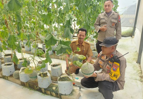 Kapolsek Babat Pantau Green House Melon Bumdes Patihan