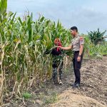 Polsek Babat Laksanakan Pengecekan Rutin Lahan Jagung Warga Desa Plaosan untuk Dukung Swasembada Pangan Nasional