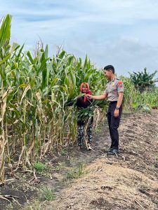 Polsek Babat Laksanakan Pengecekan Rutin Lahan Jagung Warga Desa Plaosan untuk Dukung Swasembada Pangan Nasional