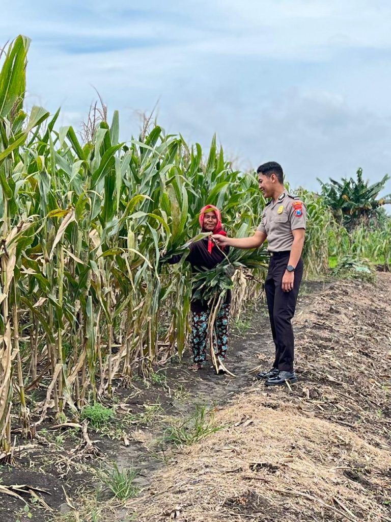 Polsek Babat Laksanakan Pengecekan Rutin Lahan Jagung Warga Desa Plaosan untuk Dukung Swasembada Pangan Nasional