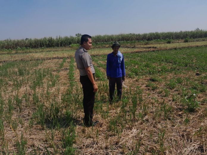 Polsek Mantup Intensifkan Pendampingan Petani, Kawal Program Swasembada Pangan Pemerintah