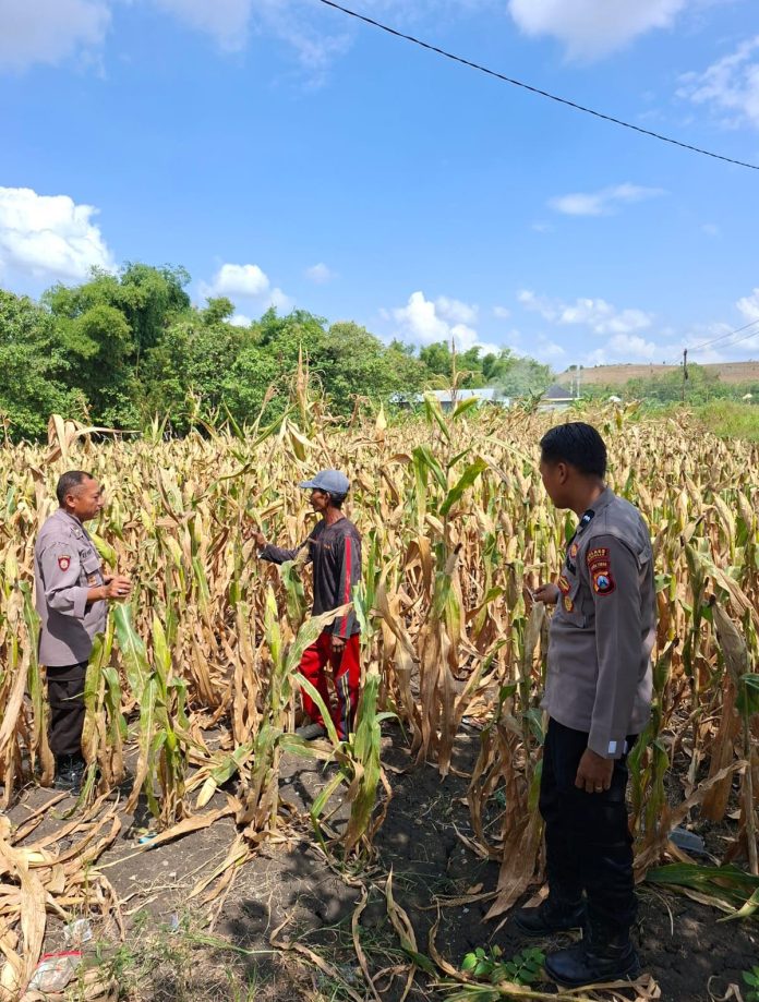 Sinergi Polri dan Petani: Kunci Percepatan Swasembada Pangan
