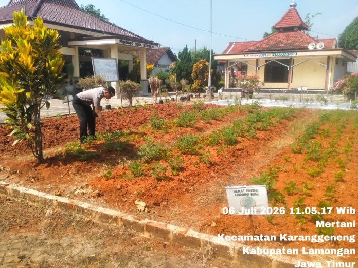 Polsek Karanggeneng Monitoring Lahan Jagung, Dukung Swasembada Pangan Nasional